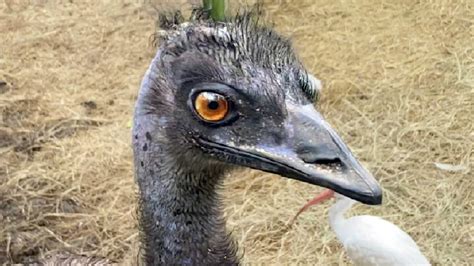 We Heard A Weird Noise Emu Sound What Does The Emu Say Funny