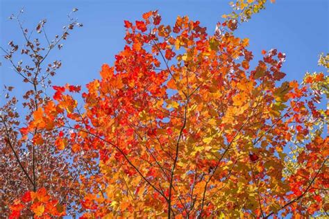 How To Grow And Care For Sugar Maple Trees Gardeners Path