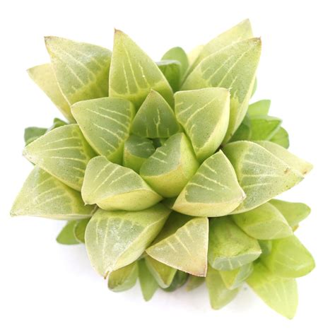 Haworthia mutica f. variegata | Leaf & Clay® 