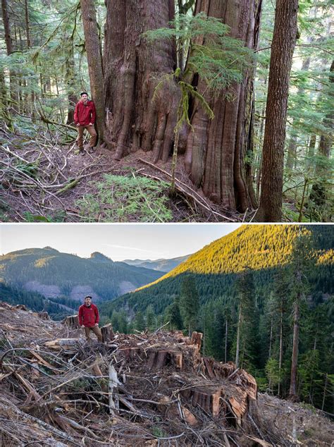 Before And After Photos Reveal The Destruction Of Ancient Forests