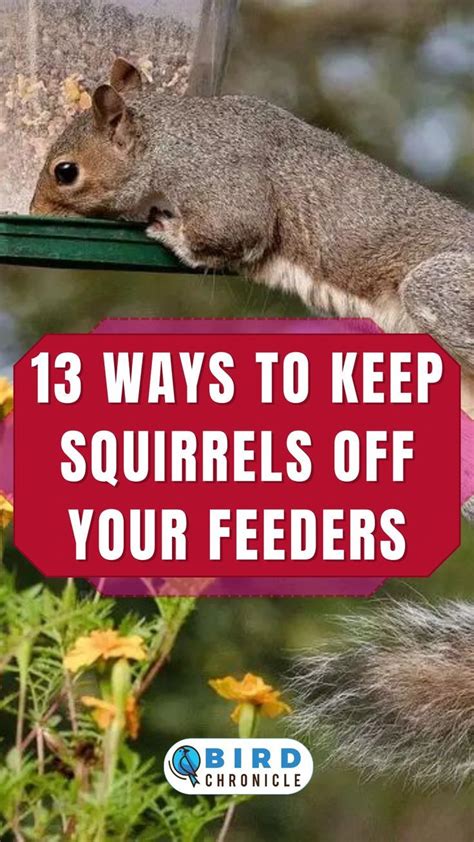 7 Ways To Keep Chipmunks Away From Bird Feeders 2023 Artofit