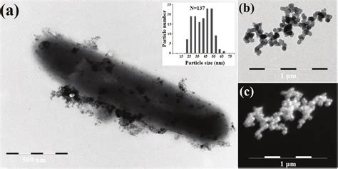 A Bright Field Tem Image Of A S Oneidensis Mr Cell After Exposure