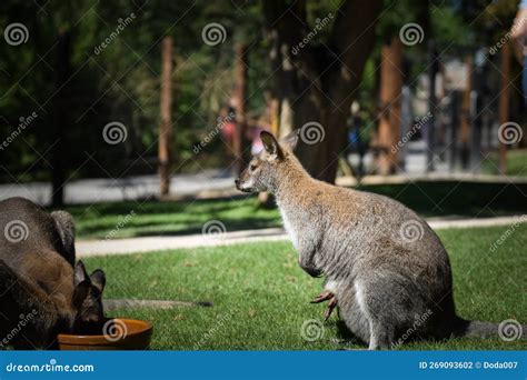 Australian Kangaroo is in the Zoo Habitat Stock Photo - Image of deer ...