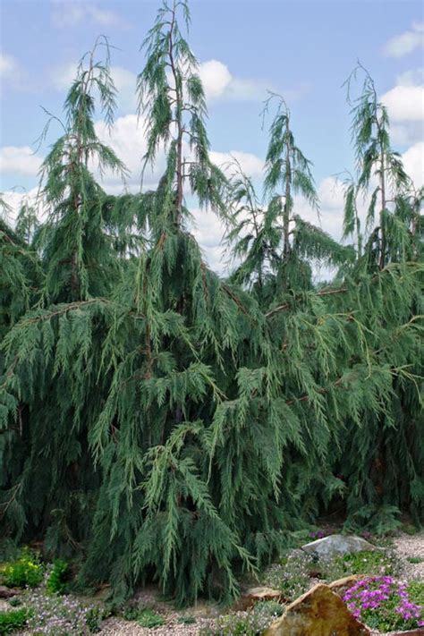 Buy Blue Weeping Nootka Cypress Free Shipping Wilson Bros Gardens