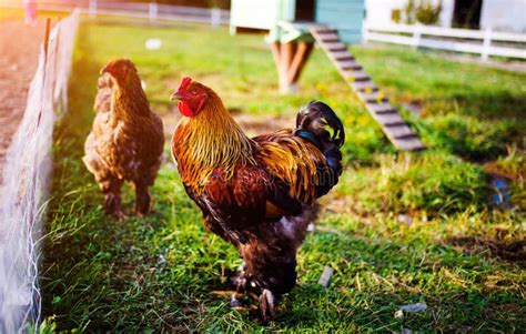 Chicken and Rooster on a Farm Stock Image - Image of male, head: 173258419