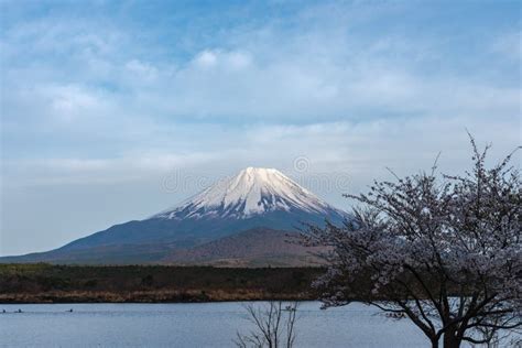 Mount Fuji or Mt. Fuji, the World Heritage, View in Lake Shoji ...