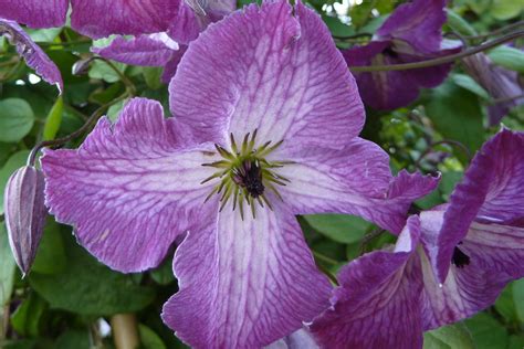 Viticella Archive - Clematis Herian