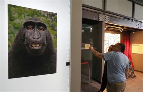 US court rules monkey does not own selfie copyright