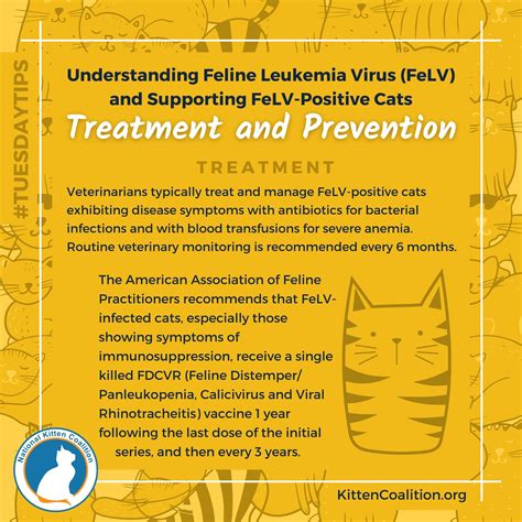 Feline Leukemia Diarrhea Treatment at Randi Mallon blog