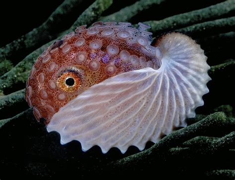argonaut manishtama july  ocean creatures sea creatures sea