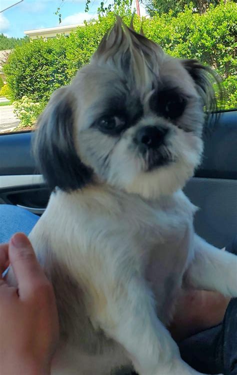 Adorable Shih Tzu Haircuts
