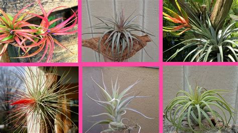 23 Hermosas Especies De Tillandsia O Claveles Del Aire YouTube