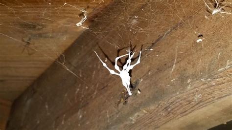 Cowleys Pest Services - Pests We Treat Photo Album - Cellar Spiders ...