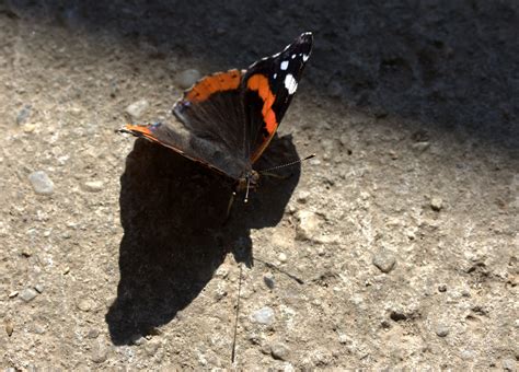 Edit free photo of Butterfly,red,black,wings,nice - needpix.com