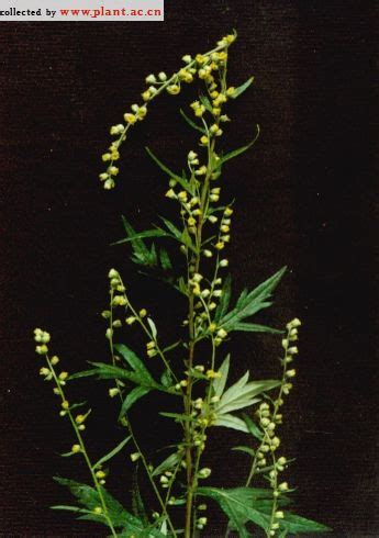 魁蒿Artemisia princeps Pamp 植物图片库 植物通