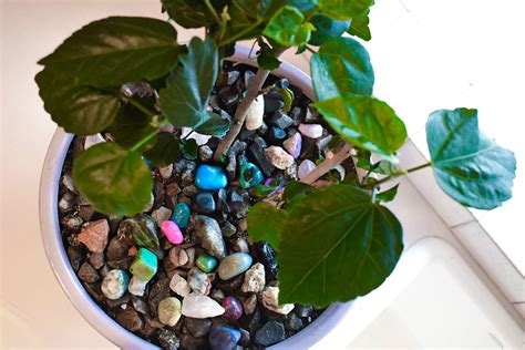 How To Arrange Indoor Plants With Colored Rocks Create Play Travel