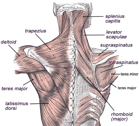 Body Muscles Labeled Front And Back 27 Diagram Of Back Muscles Images