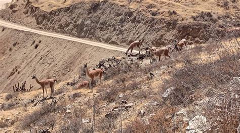 Arequipa Ser Sede Del Censo Regional Del Guanaco Especie En Peligro