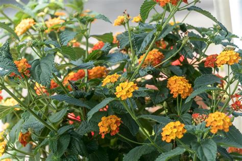 How To Grow And Care For Lantana Trimmed Roots