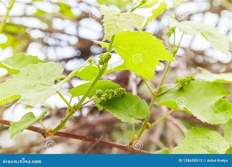 Piper Tillyard Grape Vine Flowering Stages Grape Growth Stages