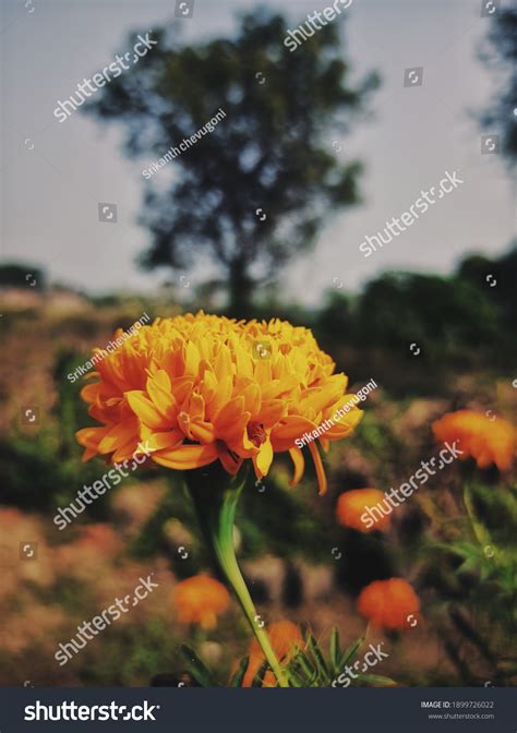 Southern Cone Marigold Flower India Stock Photo 1899726022 | Shutterstock