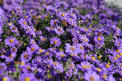 Descubre los nombres y significados de las 40 flores moradas más