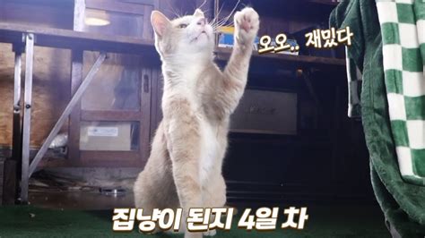 집냥이 된지 4일 차 장난감에 반응하는 길출신 고양이 백치 개인기 쫀니와 쪼꼬미들 🏝️베베집사 제주살이