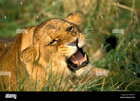 Lioness Panthera Leo Hissing Hi Res Stock Photography And Images Alamy