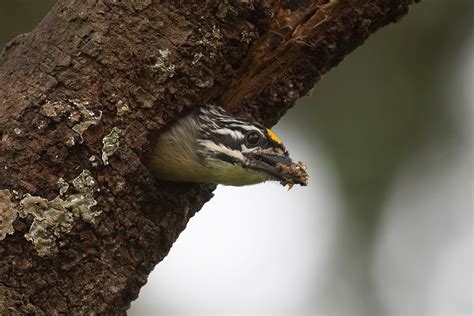 Birding Uganda Bird Uganda Safaris