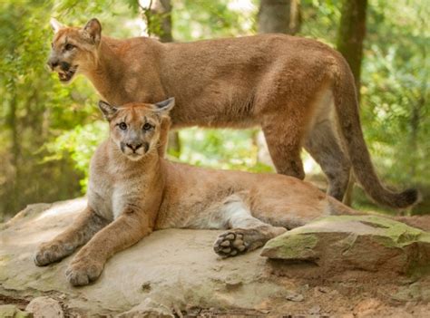 10 Facts About Cougars Fact File