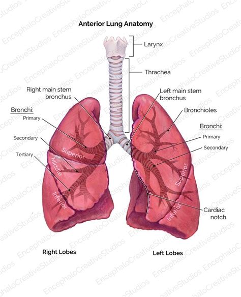 Medical Illustration And Animation On Twitter Anterior Lung Anatomy