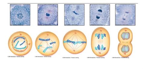 Stages Of Mitosis Diagram Quizlet