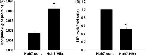 Modulation Of Total Iron Level And Labile Iron Pool Lip In Huh7 Hbx