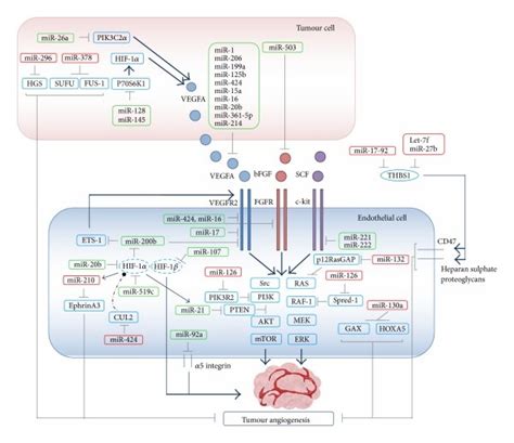 MiRNAs Involved In Angiogenic Process Angiogenesis Regulation