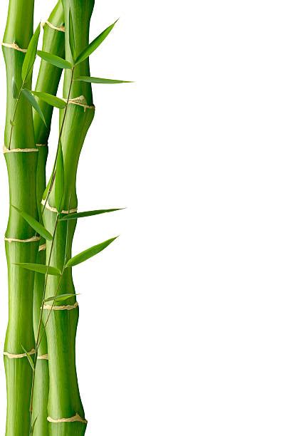 Best Bamboo Border Stock Photos Pictures And Royalty Free Images Istock