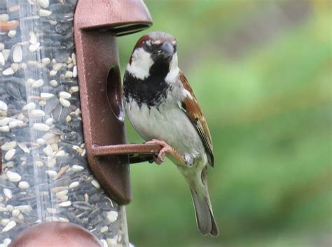 Common Types Of Backyard Birds In The Northeast Owlcation