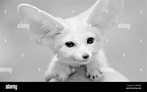 Portrait of a fennec fox Stock Photo - Alamy