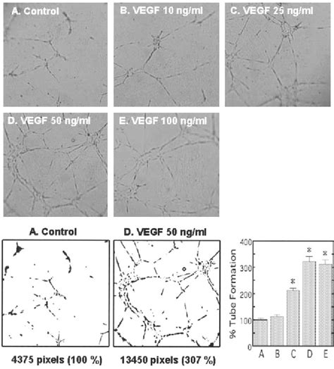 Figure From Transactivation Of Kdr Flk By The B Receptor Induces