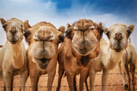 The 16 best hump day memes – Artofit