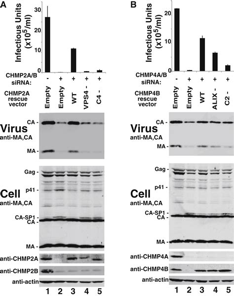 Escrt Iii Protein Requirements For Hiv 1 Budding Cell Host And Microbe