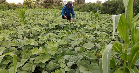 Da Problema A Soluzione Con La Nuova Agricoltura 7 Di Emissioni