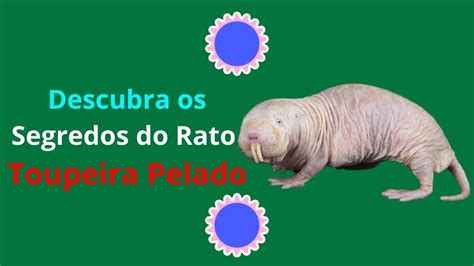 Descubra Os Segredos Do Rato Toupeira Pelado Youtube