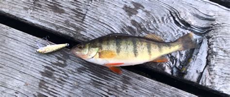 Perch Fishing How To Catch Yellow Perch The Wild Provides