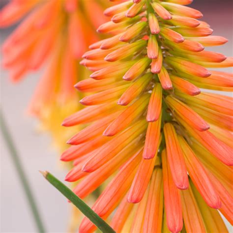 Szkółka Bylin Dobrepole Kniphofia Poco Citron trytoma