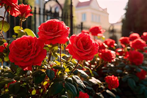 Passo A Passo Para Plantar Rosas Cultive A Beleza No Seu Jardim