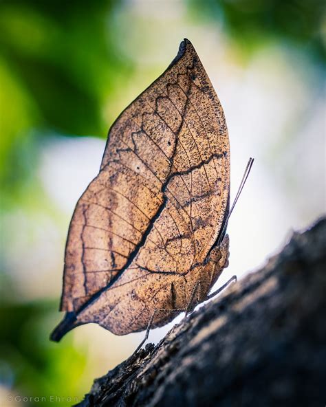 Dead Leaf Butterfly / Dead Leaf Butterfly Amazing Camouflage About Wild ...