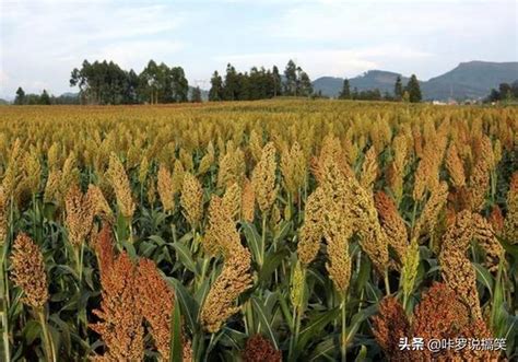 栽培高粱，了解高粱的花序以及果實，提高高粱的產量和質量 每日頭條