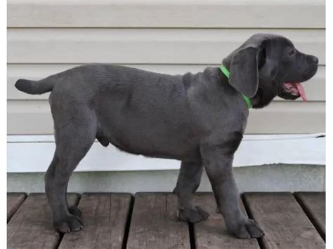 3 pure bred Cane Corso puppies in Austin - Puppies for Sale Near Me