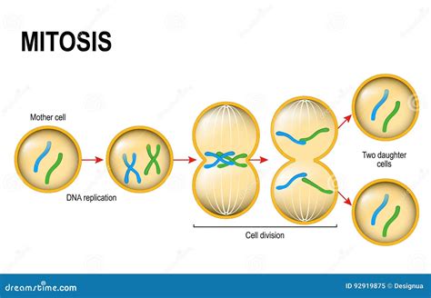 Mitosis In Animals