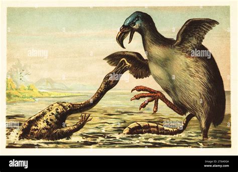 Brontornis battling a Hadrosaurus. Brontornis burmeisteri, extinct species of anseriform or ...